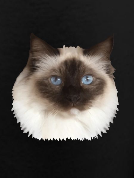 Fluffy Kitty