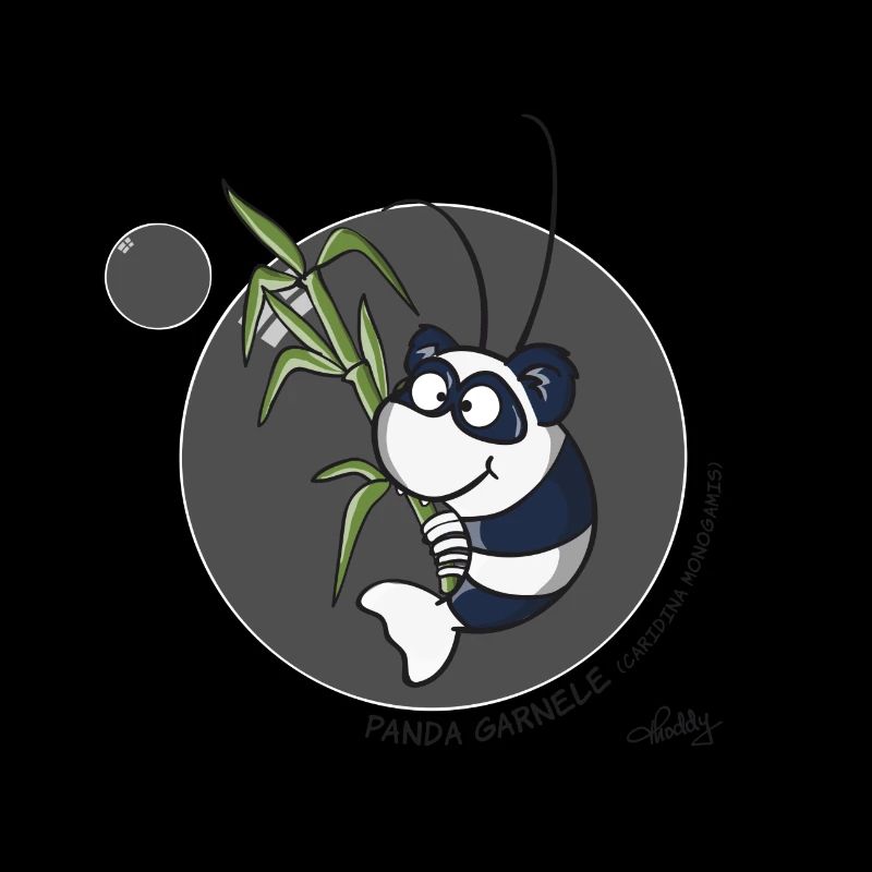 Panda Garnele