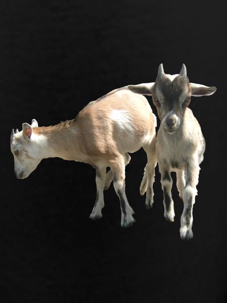 two little goats