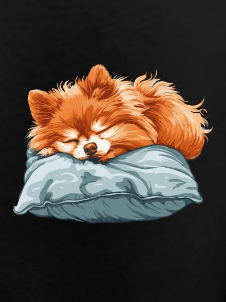Sleeping Spitz on pillow
