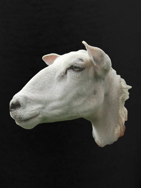 Schafkopf