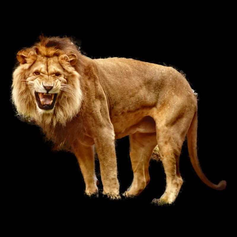 Löwe