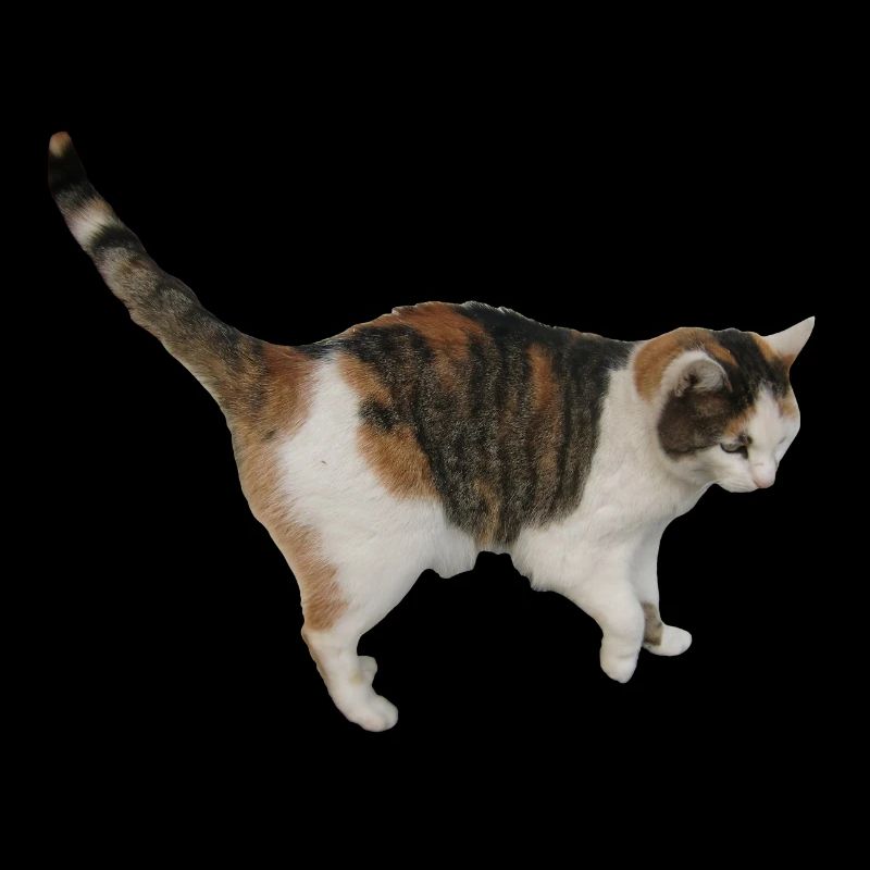 Chat
