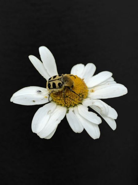Bee chafer