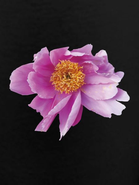 Peony_Dancing_in_Wind