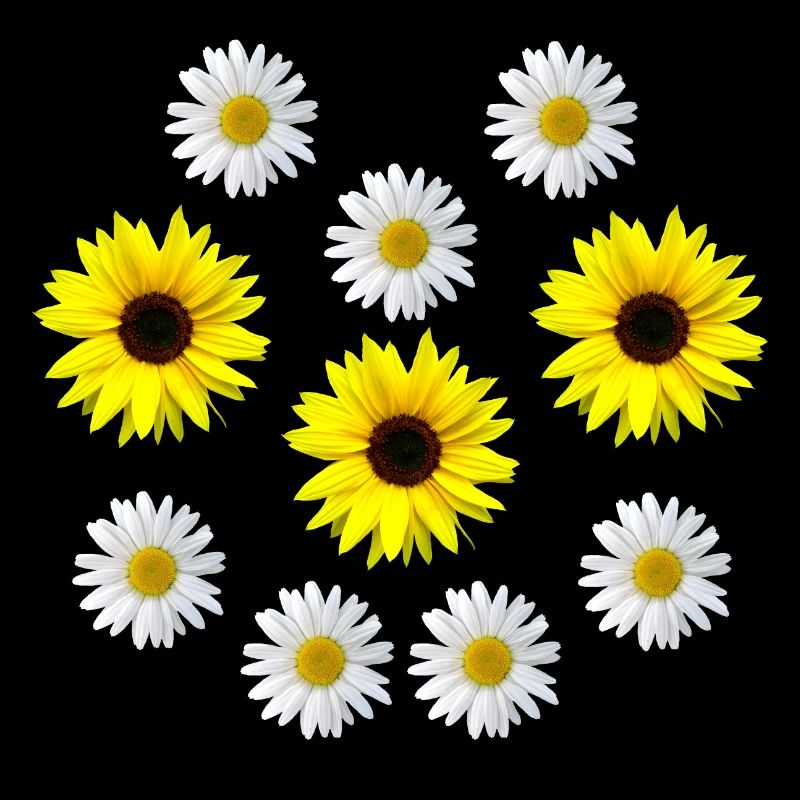 Tournesol et marguerites fleur, fleur, fleur