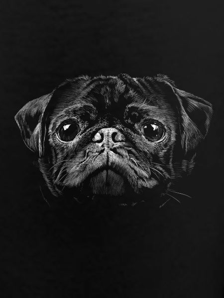 Pug