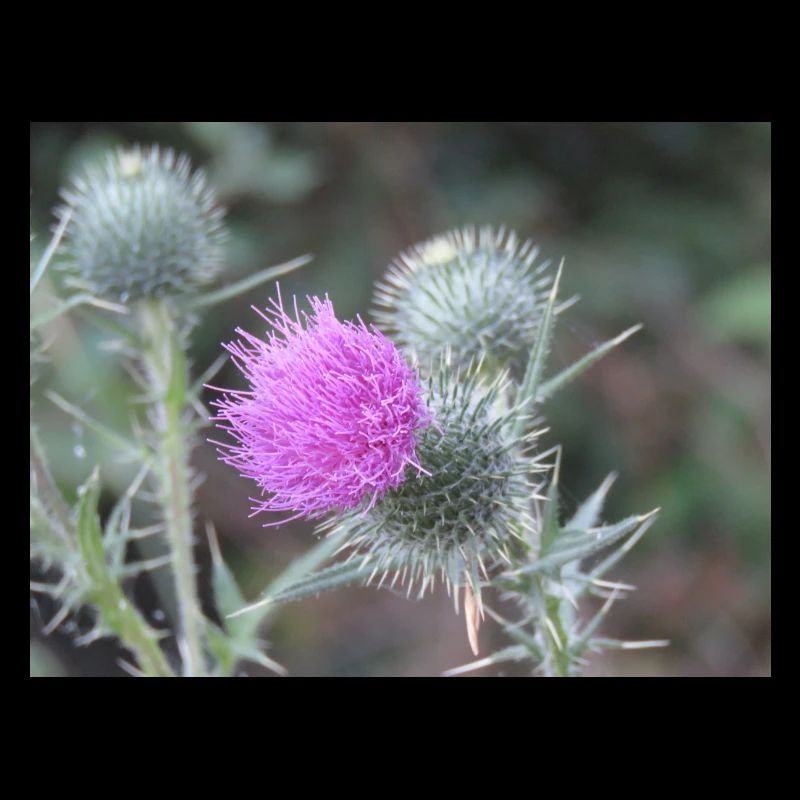 Violetten Distelblüten-Muster