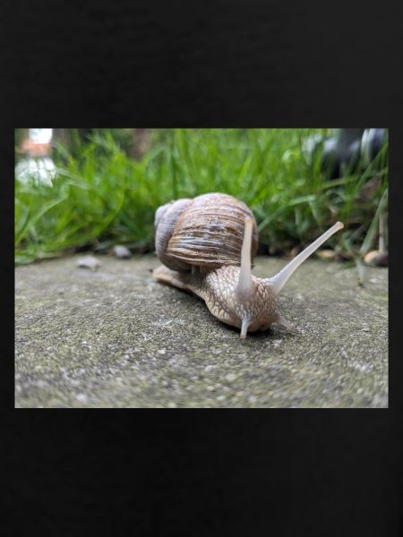 Snails Macro Natural Design
