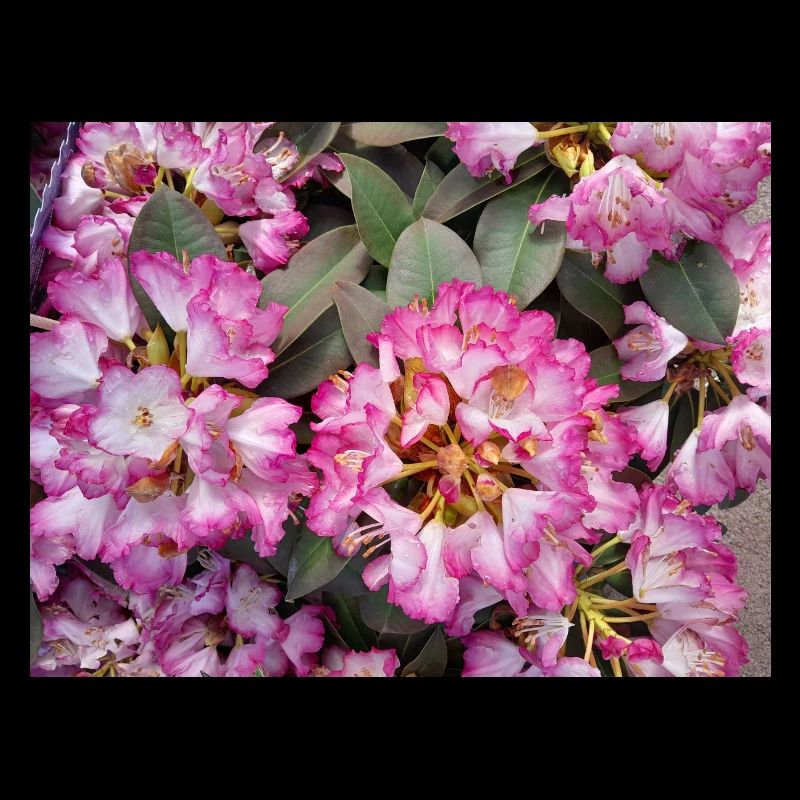 Rhododendron Rose Éclatant