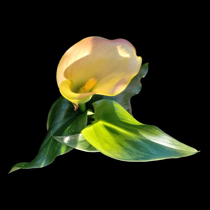 LYS CALLA JAUNE