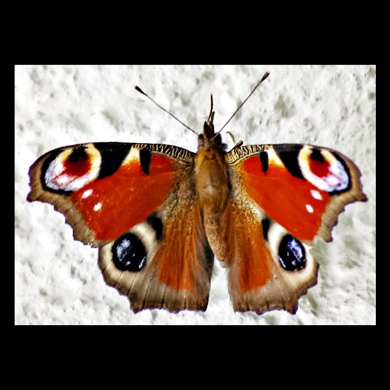 Peacock Eye Butterfly Pattern