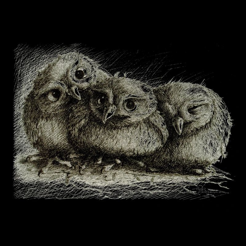 drei junge eulen