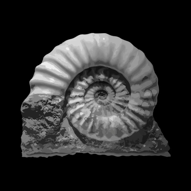 Ammonite