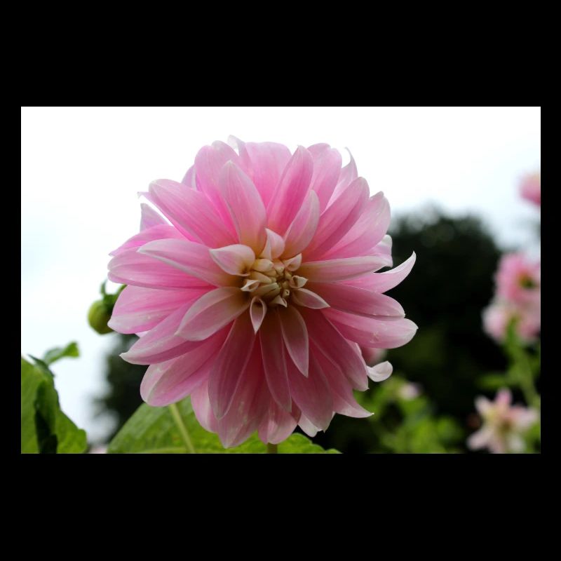 Dahlia rose rose fleur, fleur