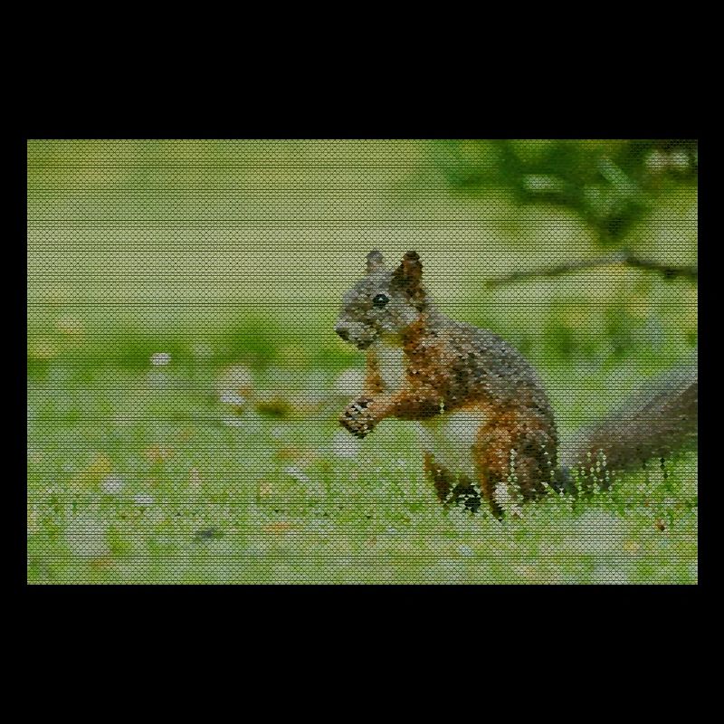 Squirrel Forest Pattern