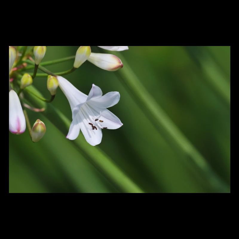 Macro de la fleur de lys blanc