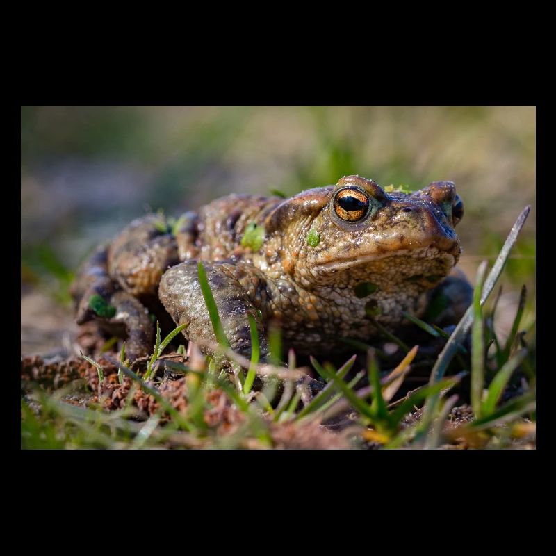 Gros plan d’un crapaud terrestre - Affiche