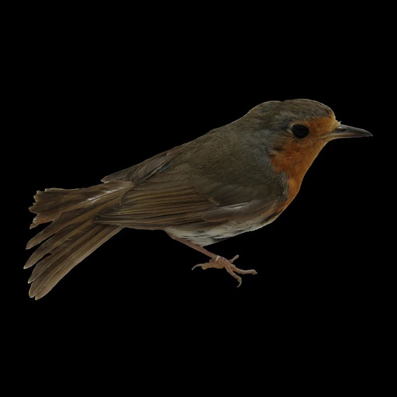 Robin