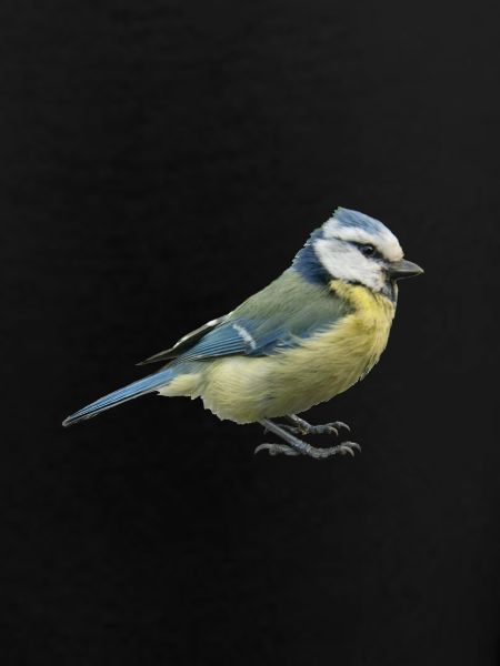 Blue tit 2