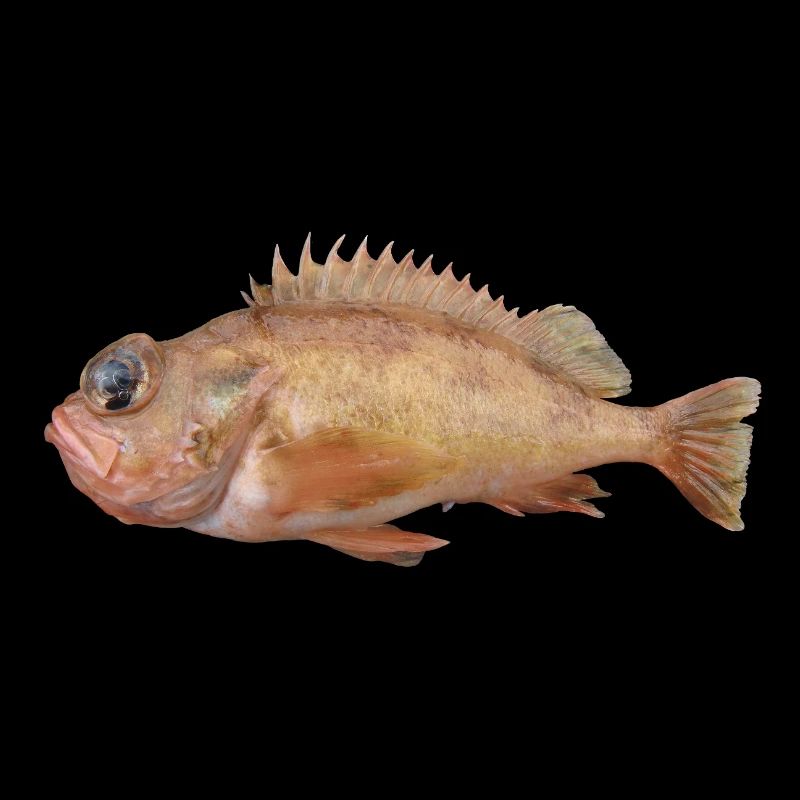 Fish Redfish