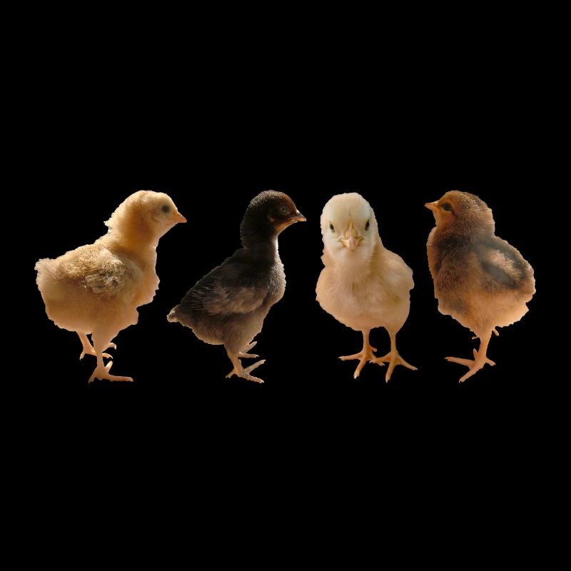 Chick