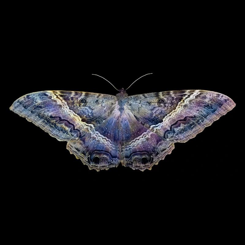 Blue butterfly