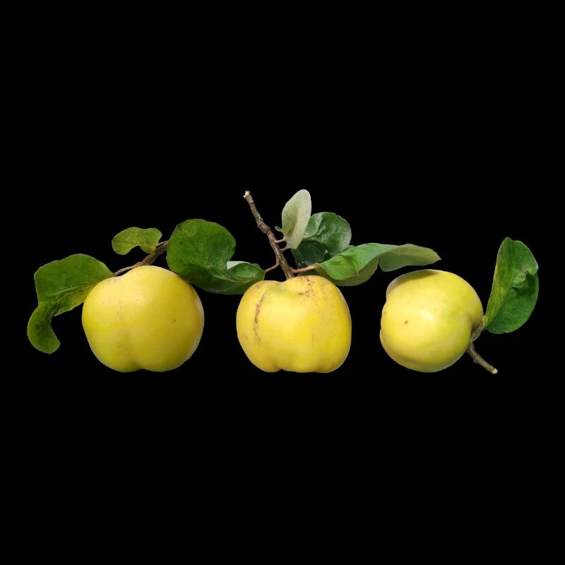 Quinces
