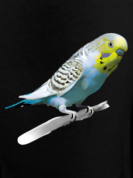Sweet budgerigar