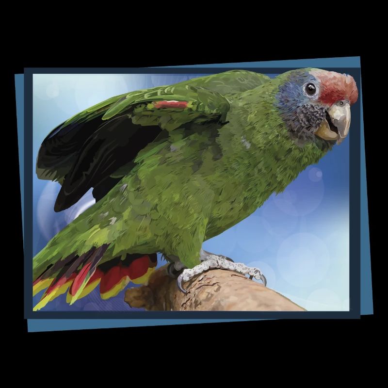 The Red-tailed Parrot