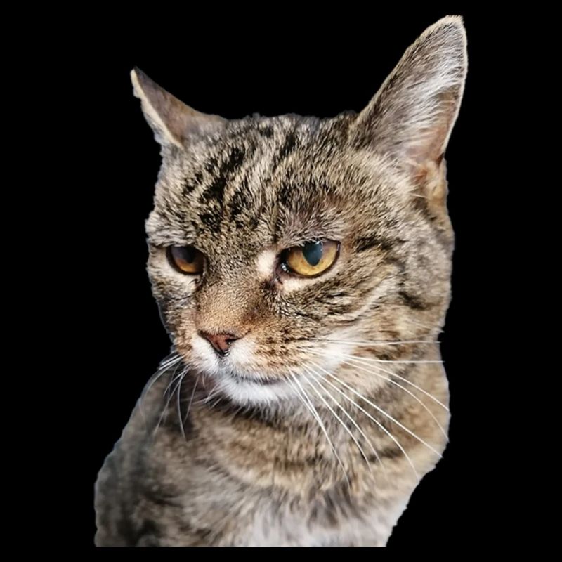 CHAT