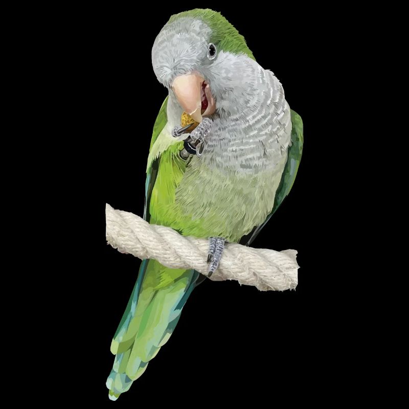 Argentinischer Sittich