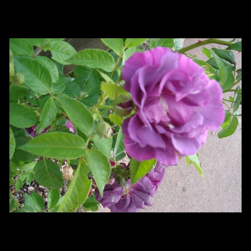 Fleur de rose violette - feuilles vertes