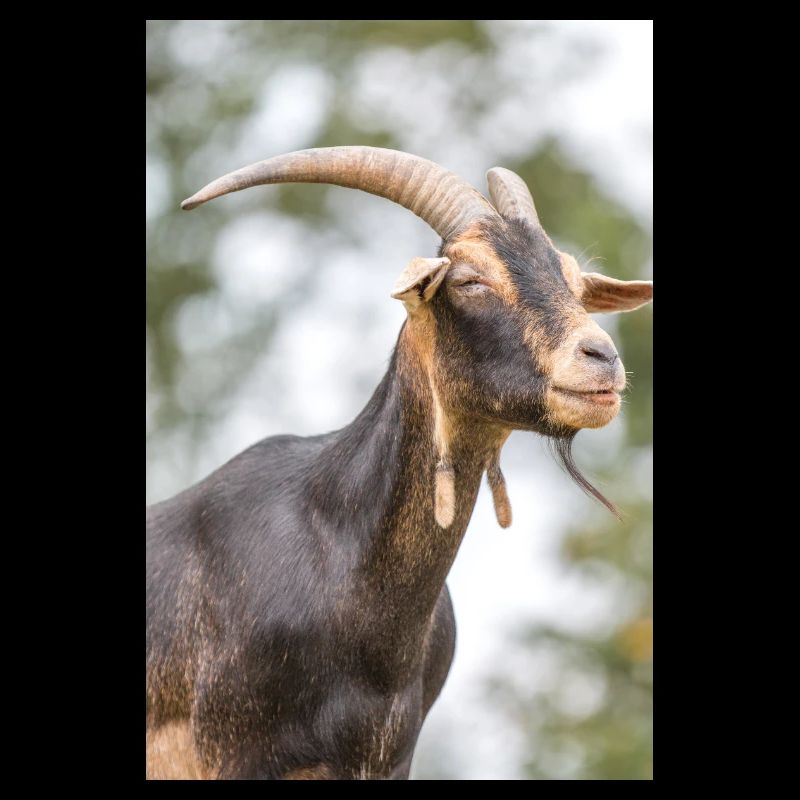 Goat (goat, capra) brown and black