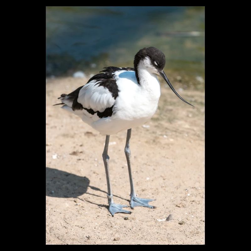 Avocette (Avocette, Recurvirostra avosetta)