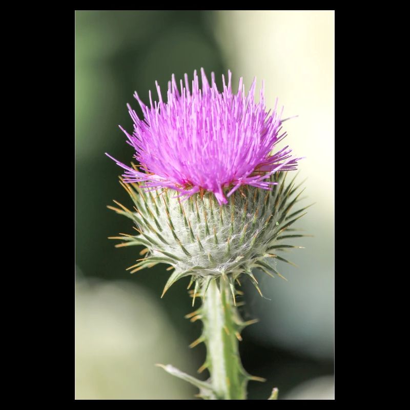 cotton thistle also Scotch or Scottish thistle
