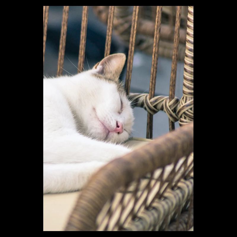 Sleeping Cat