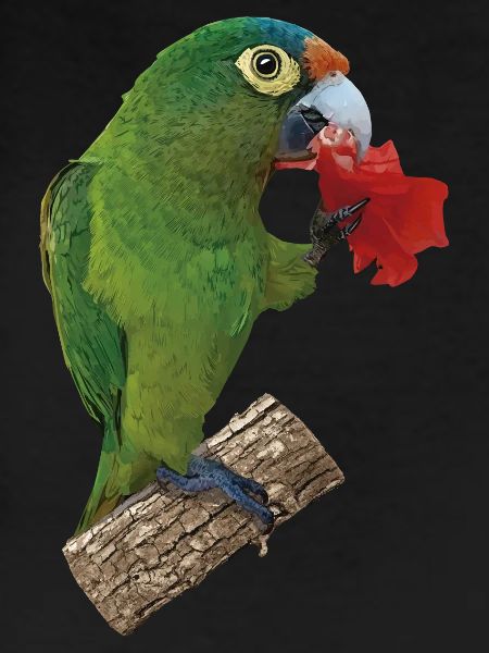 Orange-fronted parakeet