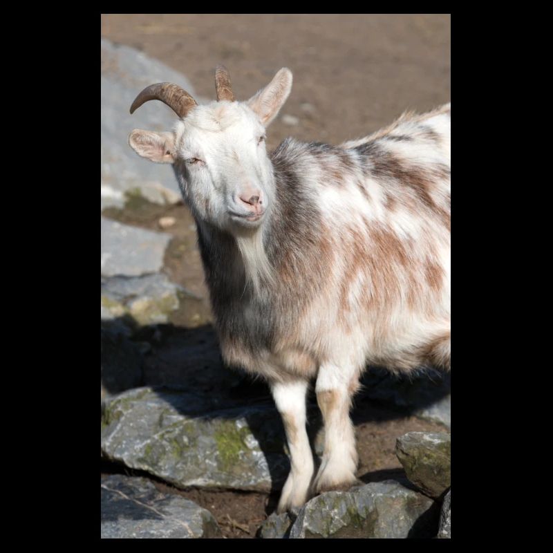 Zwergziege oder Zwergziege