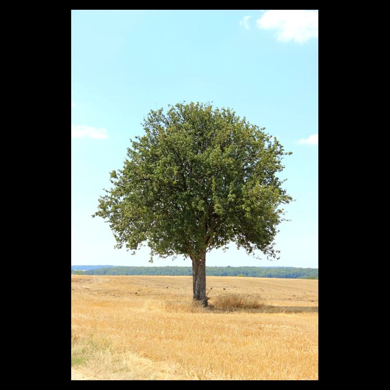 Tree, Environment, Nature