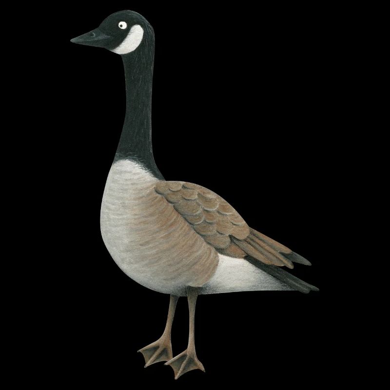 Wild goose