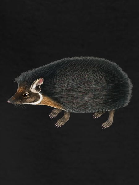 hedgehog