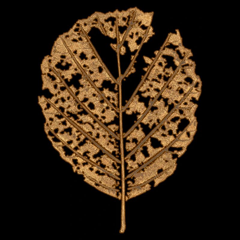 Alder / Alder Leaf - BOTANIK Nature & Plant
