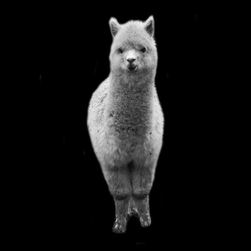 alpaca | Alpacas