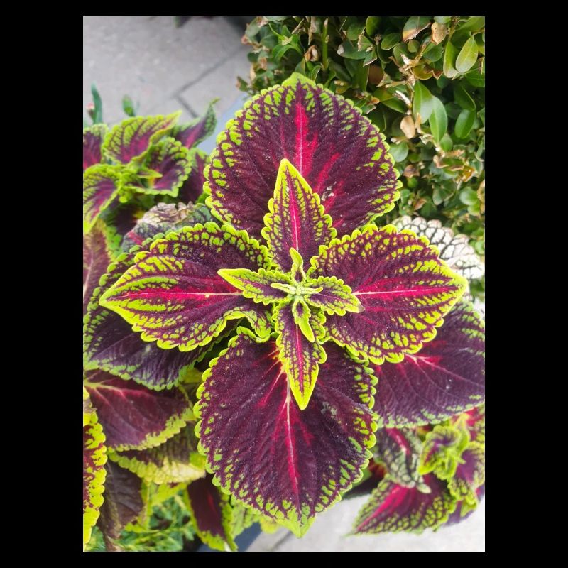 Joseph's coat also Chinese amaranth