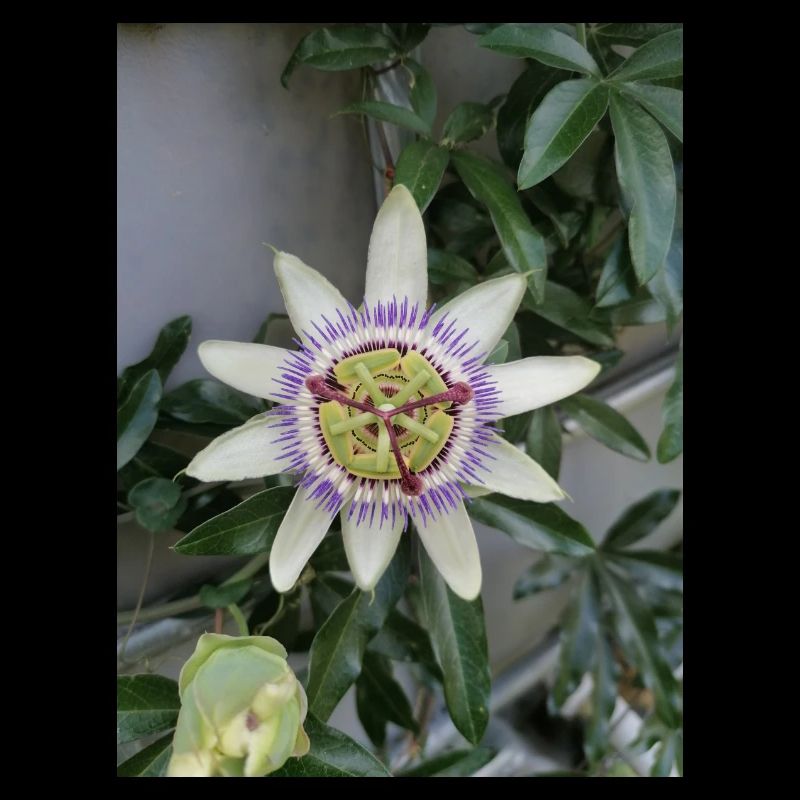 Passion Fruit Flower Passiflora