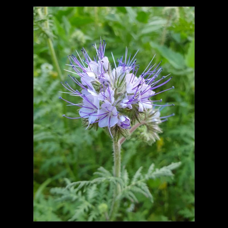 lacy phacelia also blue tansy also fiddleneck