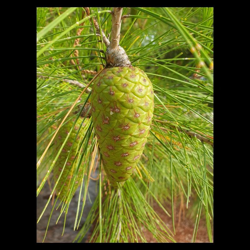 Aleppo pine also Jerusalem pine Aleppo-Kiefer