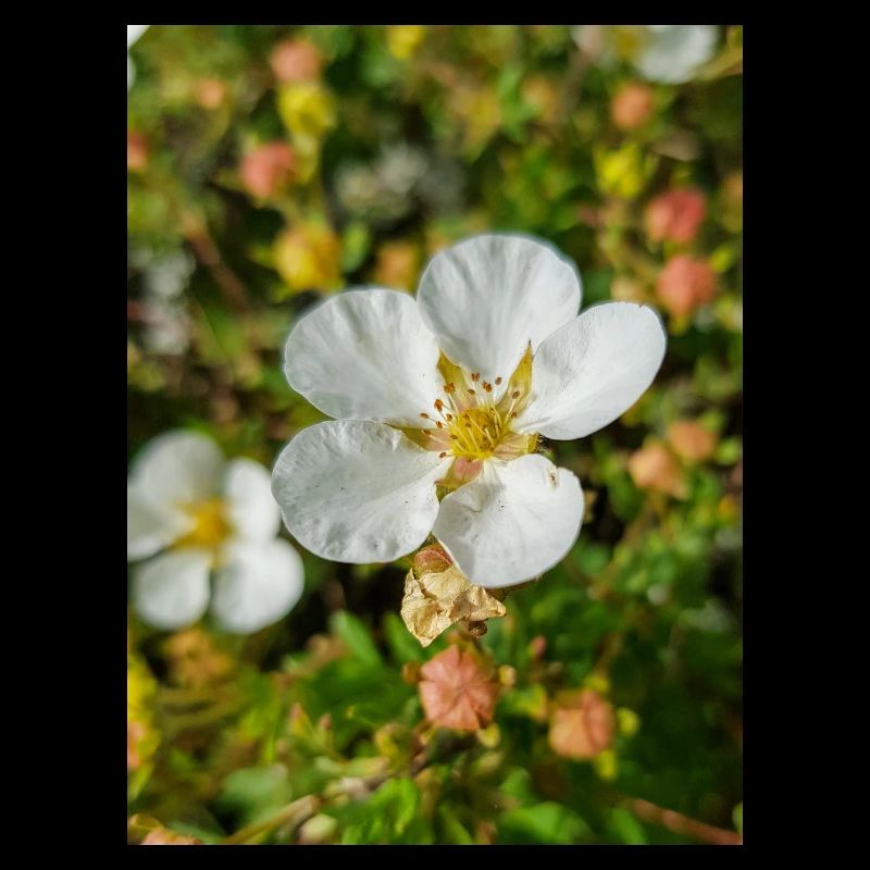 potentille de roche Potentilla rupestris