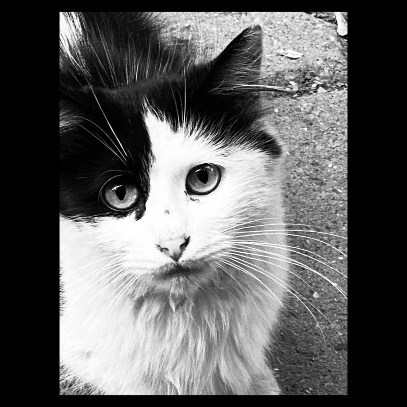 Katzen